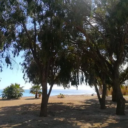 Lovely Oasis Or Ange - Exclusive